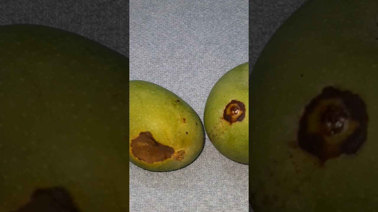 Anthracnose disease of mango |#shorts #disease
