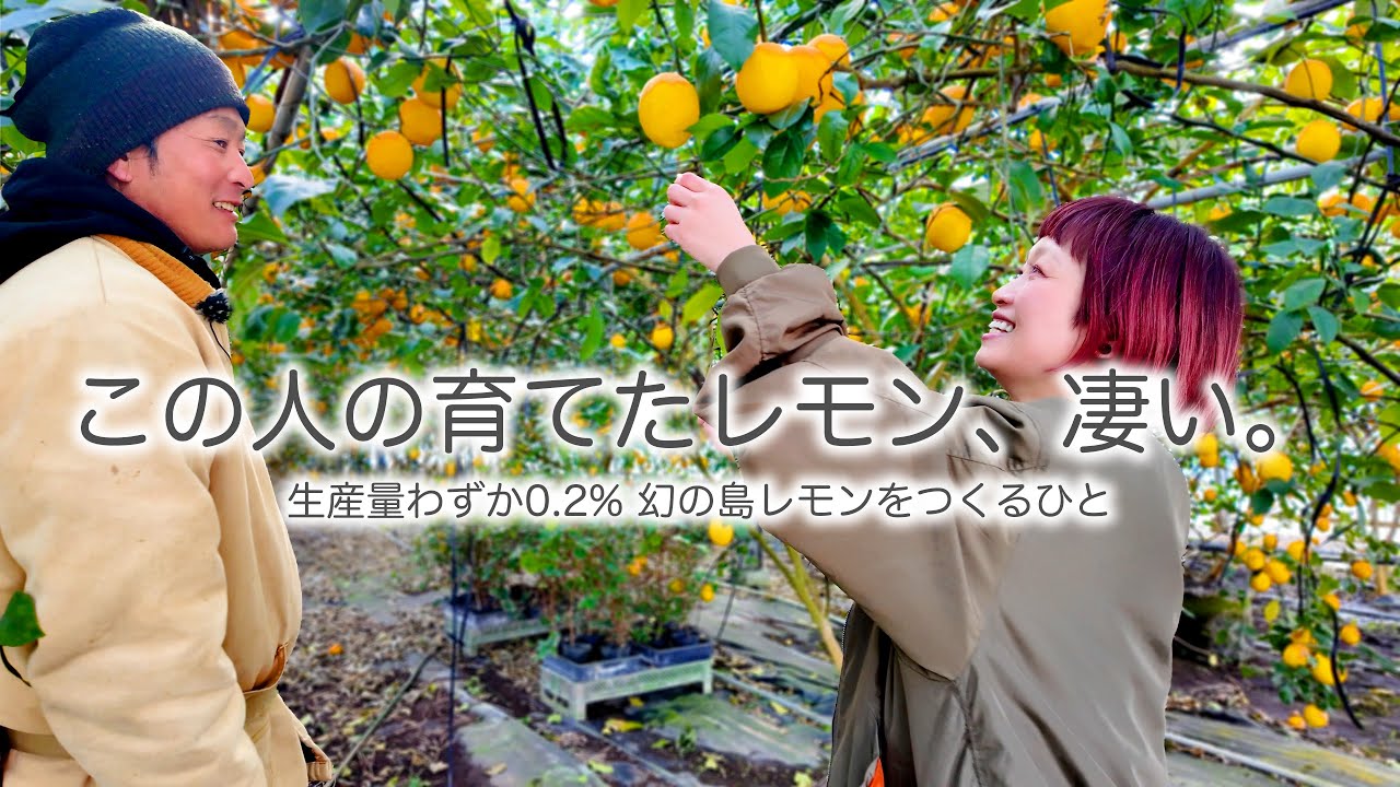 【生産量 0.2% !? 】幻の島レモン🍋をつくる農家さんを訪ね、常春の離島でぜいたくな収穫体験時間を堪能しました🍋【八丈島レモン】【八丈島】
