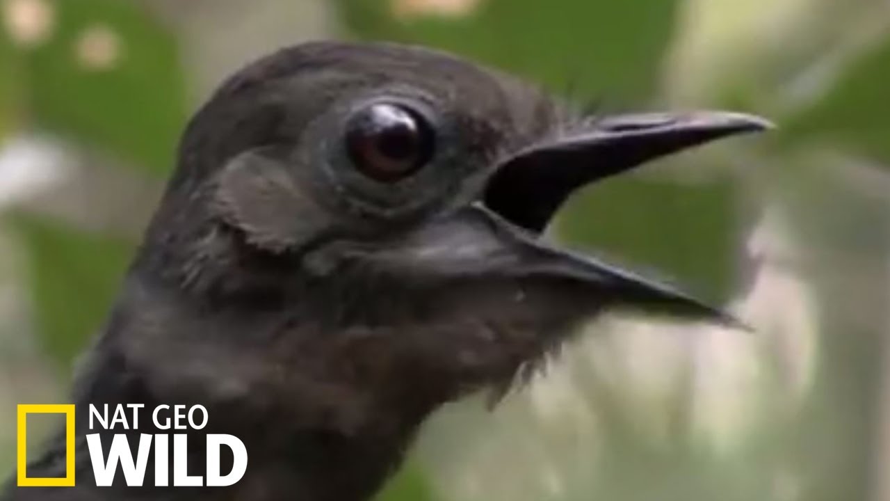 L'oiseau lyre