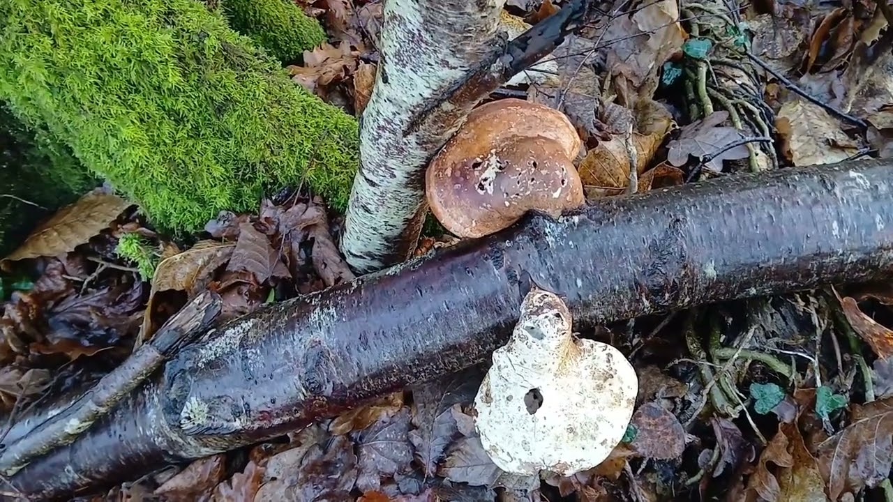 A Special Walk through Stansted Park 