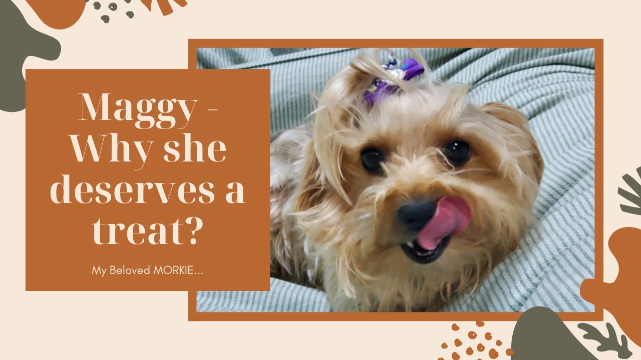 A LADY after MOMMY combed her HAIR (MORKIE)