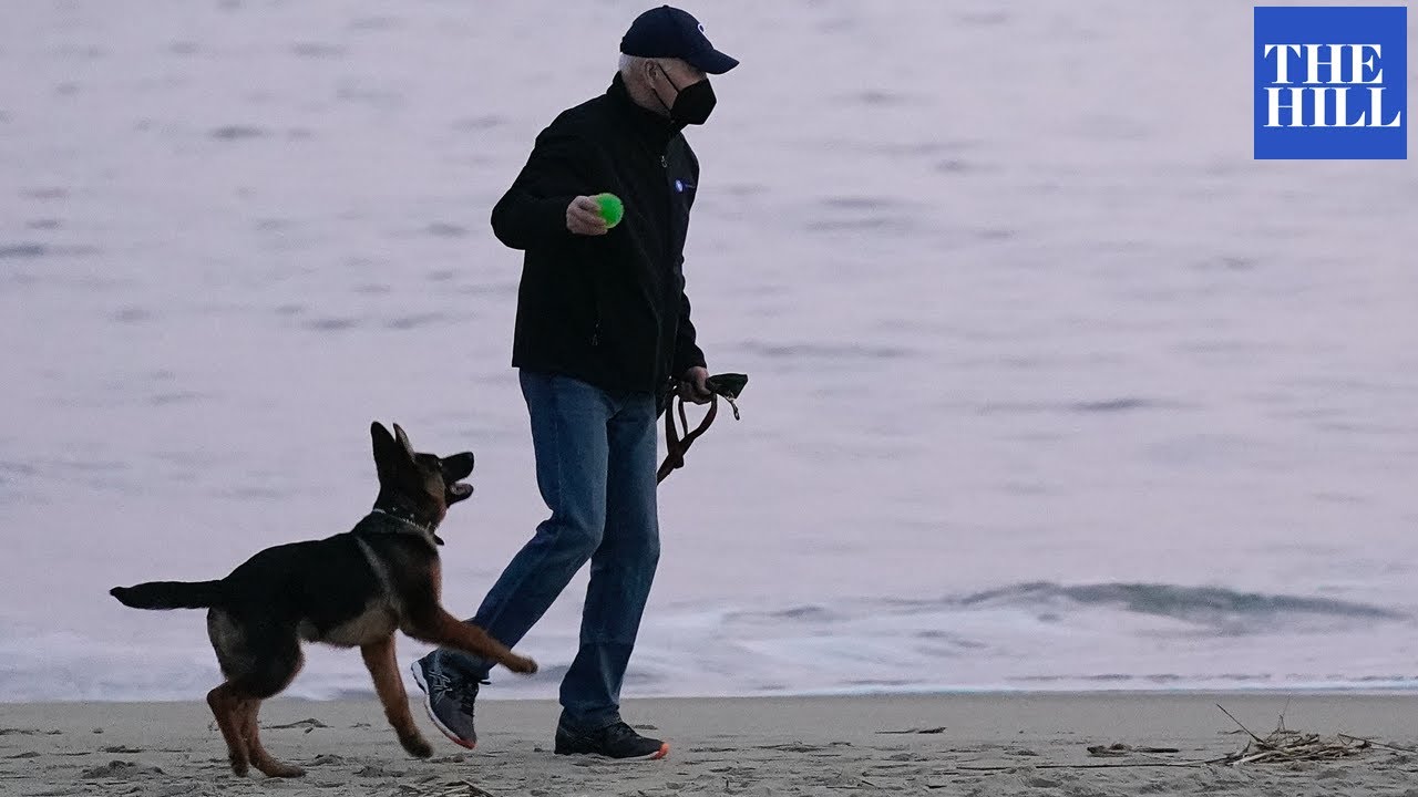 Bidens Walk And Play With New Puppy, Commander, In Rehoboth Beach, Delaware