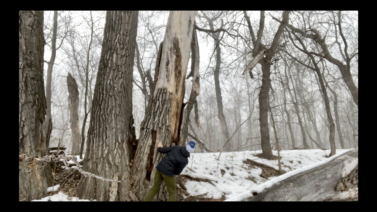 Winter Bark Hunt Vlog: Harvesting Cottonwood Bark for Wood Carving in Winnipeg, Manitoba
