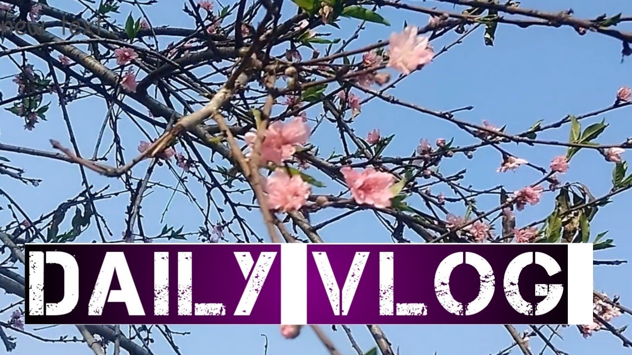 Daily Vlogs 