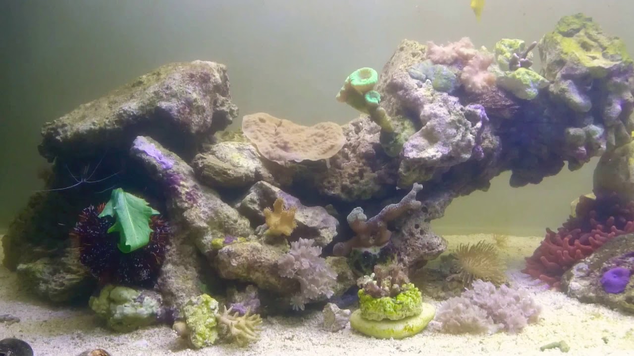 Mein Meerwasser Aquarium 365 Liter Tag 55
