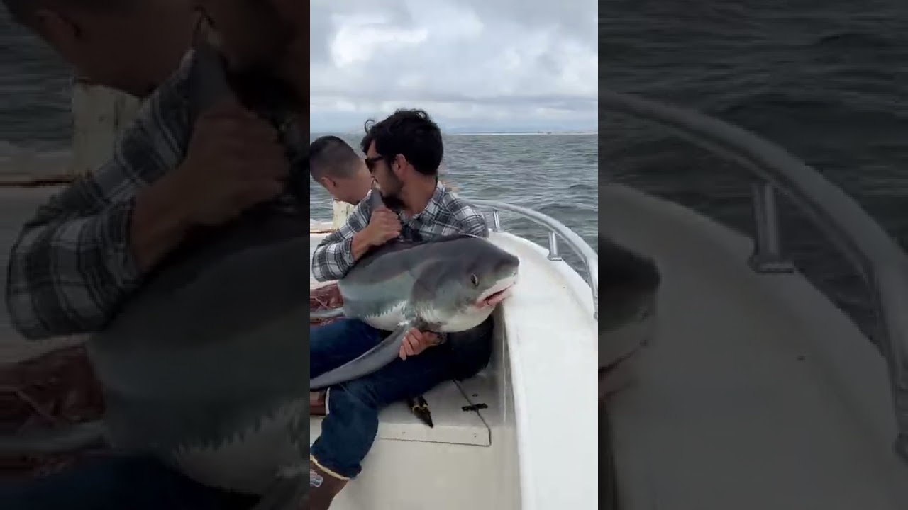 Thresher shark inside the boat