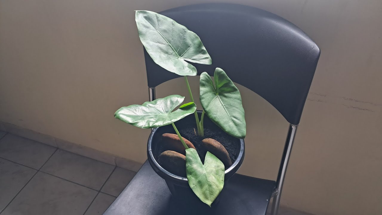 Plantei uma espécie GIGANTE 😲 - Alocasia Odora #jardinagem #emcasa #alocasia 