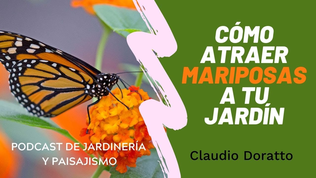🦋 FLORES QUE ATRAEN MARIPOSAS y además decoran tu jardín 🦋
