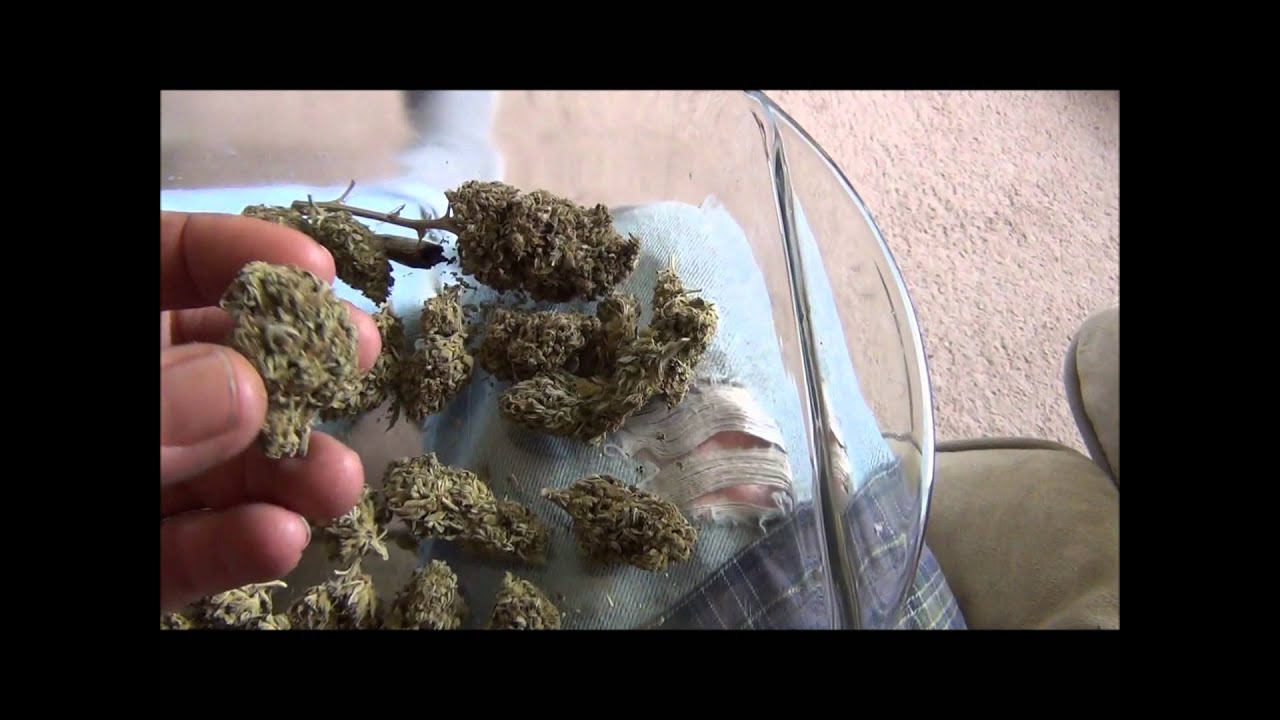 WW Strain Report : SAGE from TH Seeds