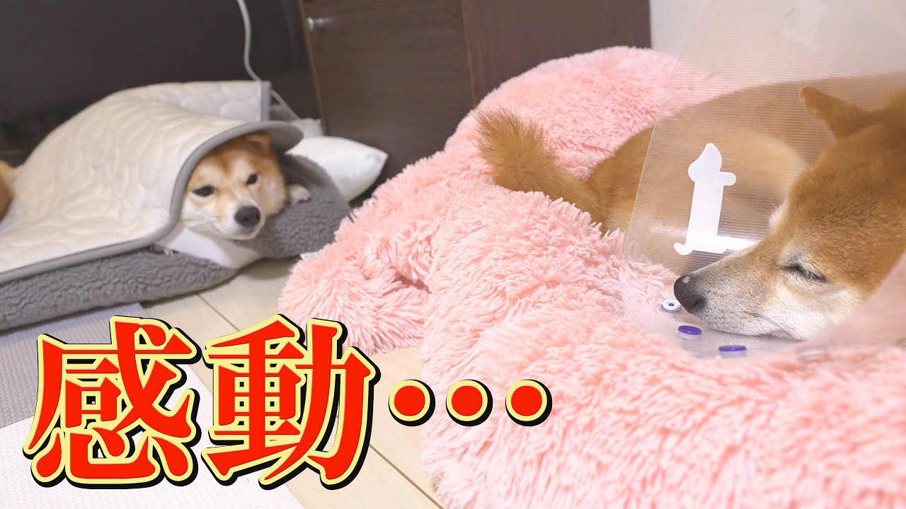 自分のせいで兄柴犬がケガをしたと思い込む、妹柴犬の感動物語