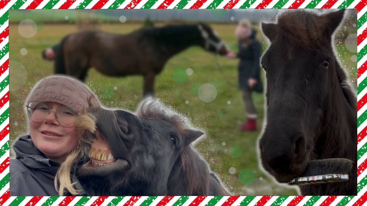 DZIEŃ Z KOŃMI- KOWAL, CZYSZCZENIE | SPACER Z ESME! | VLOGMAS #9