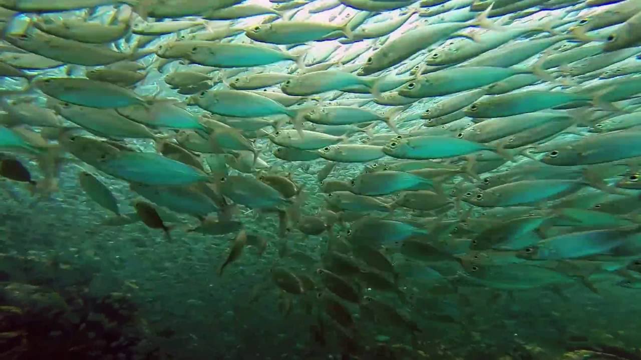 DIVING LA PAZ 2015 TAILHUNTER SPORTFISHING ADVENTURES