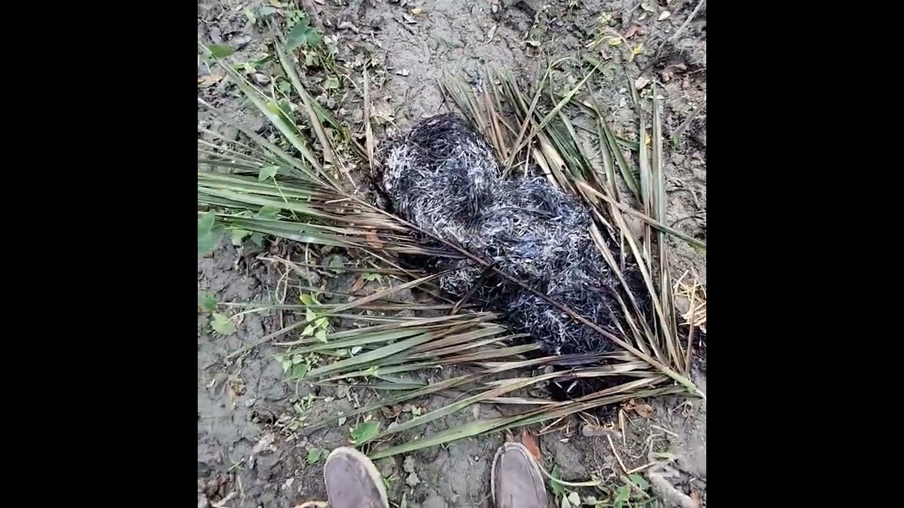 বনের গহীনে 