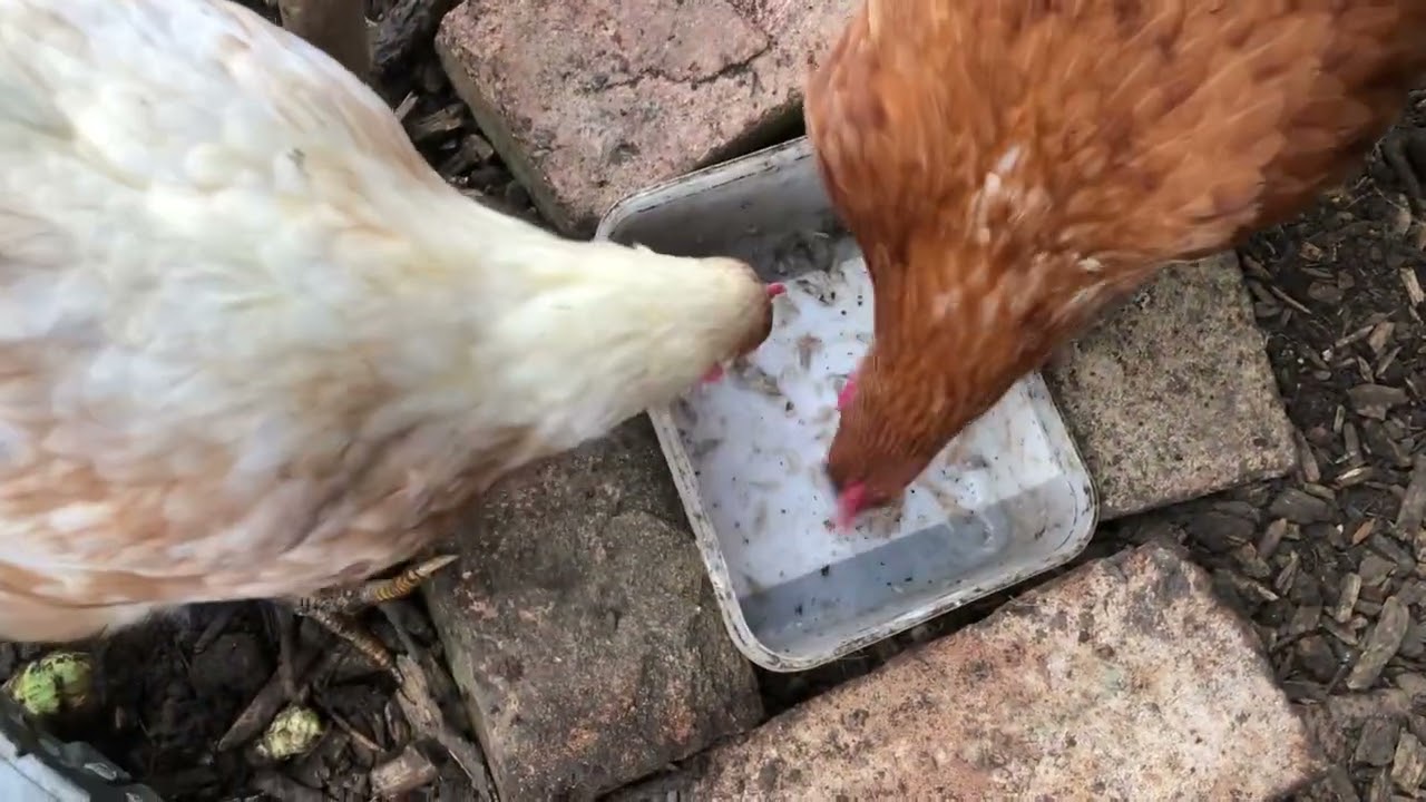 Marks Remarks: My Chickens Are Eating Baby Shrimp & Sweetcorn For Lunch