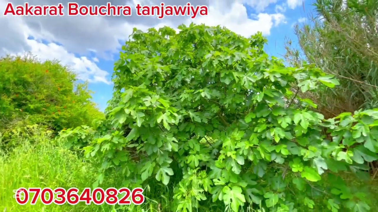 فيرما محفضة كتحمق مليئة بالاشجار المثمرة مساحة 8000متر فيها دار وكوري0703640826الملاليين تطوان