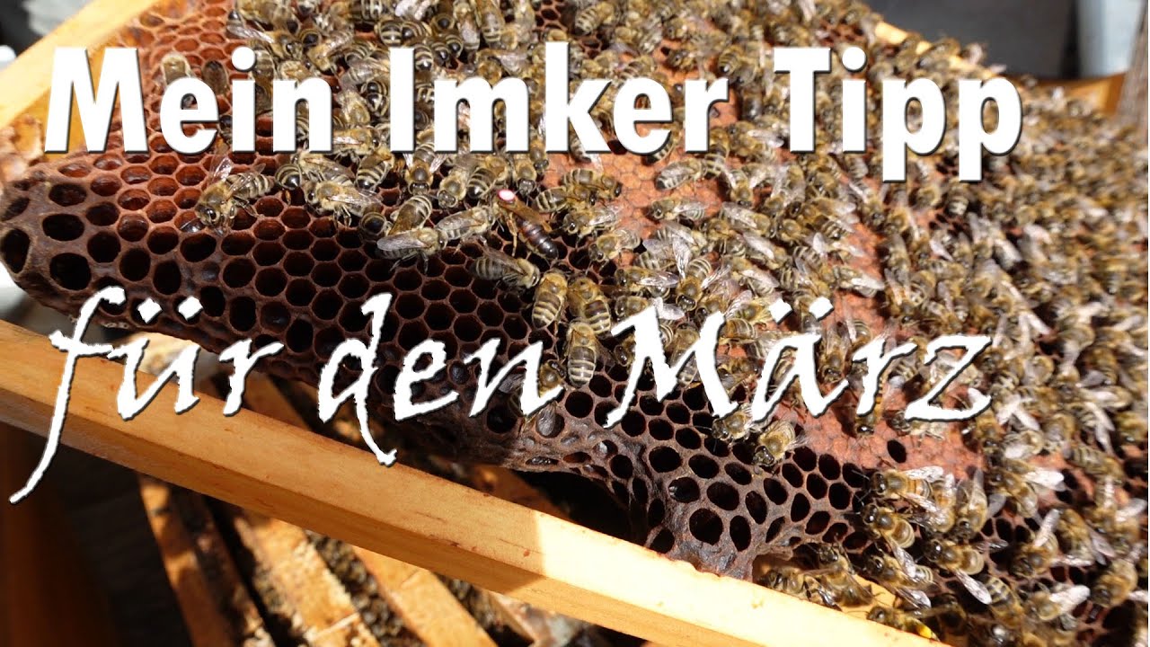 Mein Bienen Tipp für den März