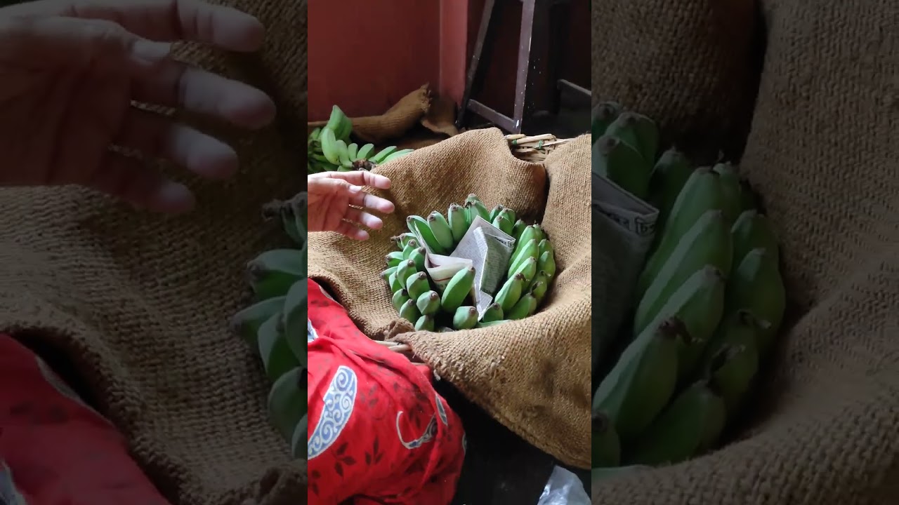 কলা পাকানোর পদ্ধতি | How To Ripe A Banana 🍌