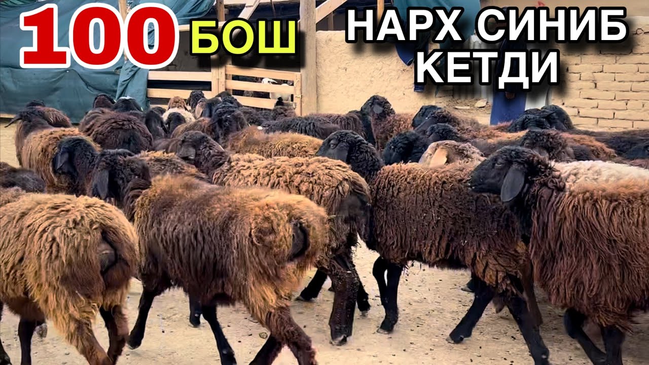 100 БОШ АРЗОНИГА! ☎️+998 99 280 3324 ☎️+998 99 515 2879