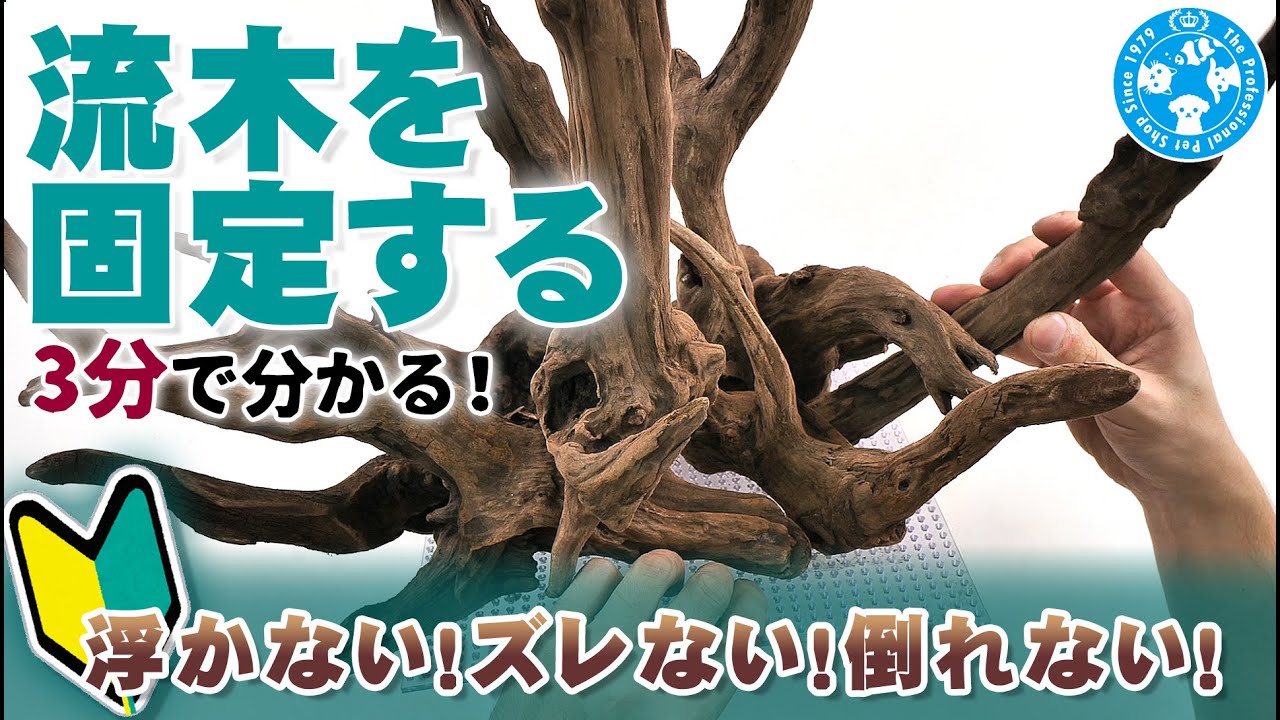 浮かない！ズレない！倒れない！流木を固定する方法【チャーム】