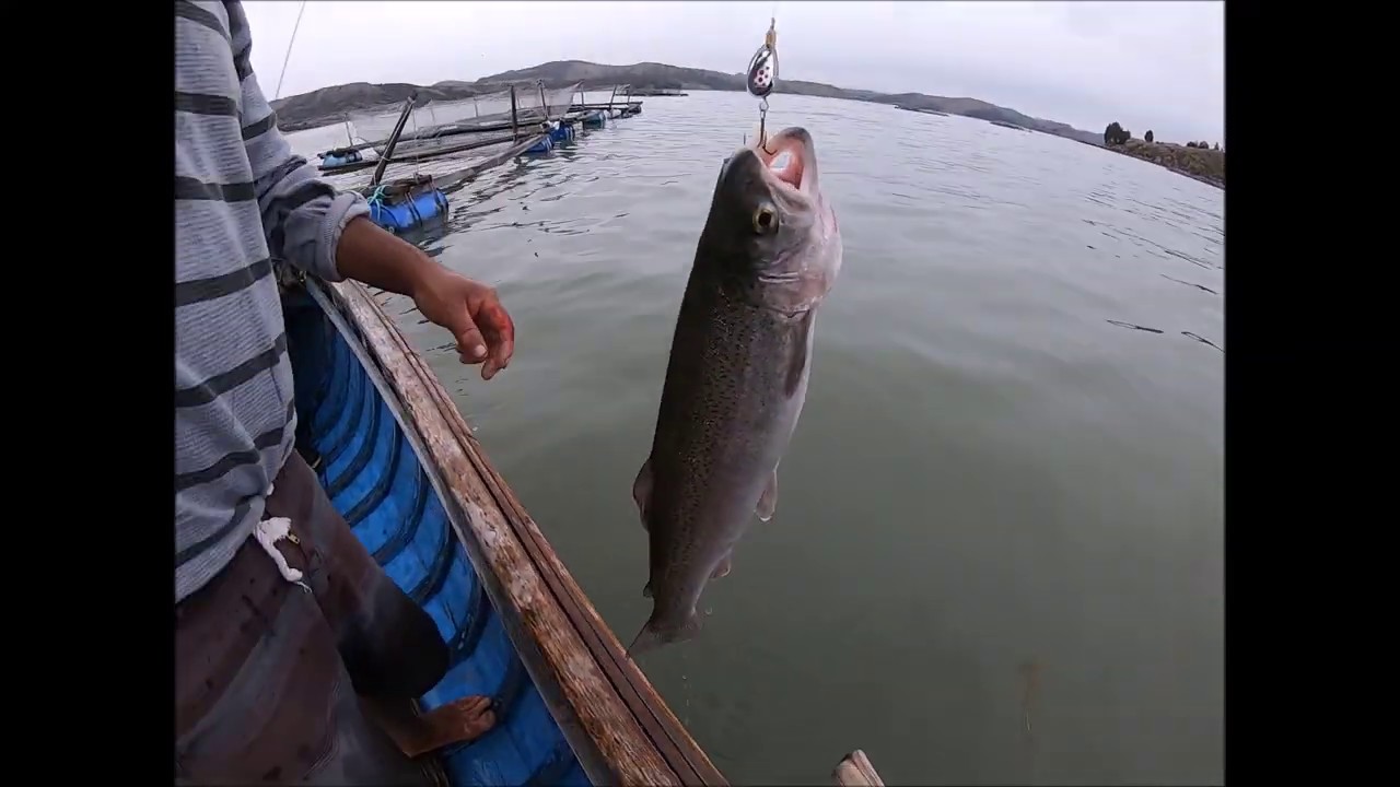 #PESCA DE #TRUCHAS EN EL LAGO #TITICACAPUNO