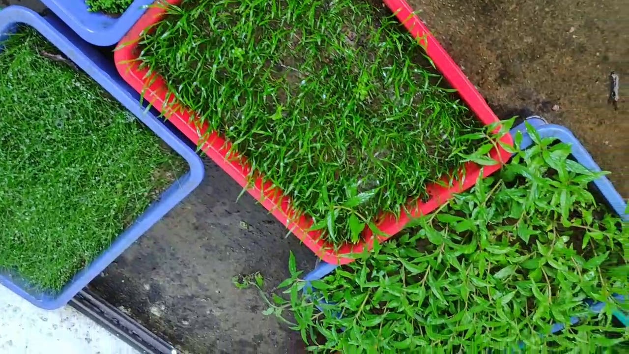 aquarium plants farm visit Kerala (സ്റ്റെഡി വരുമാനത്തിന്  അക്വാരിയം പ്ലാൻറ് ഫാം) .