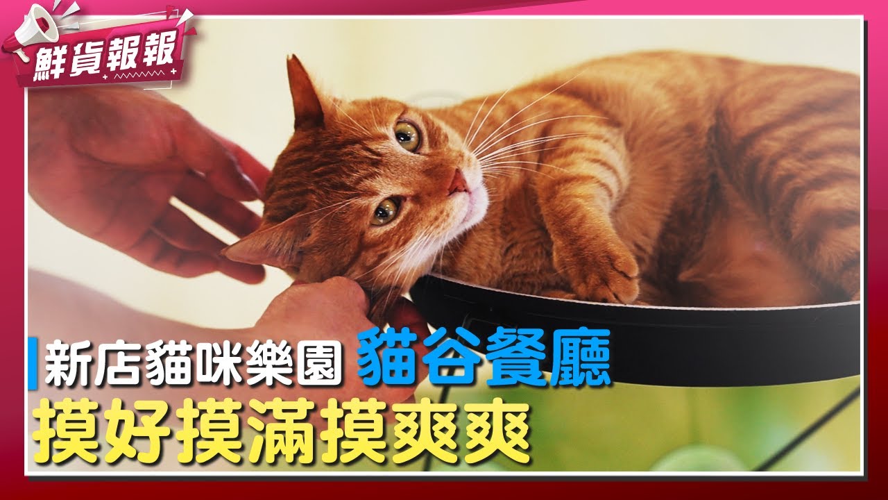 新北貓咪樂園【貓谷餐廳】　欠摸篇 | 鮮貨報報 | 壹起FUN