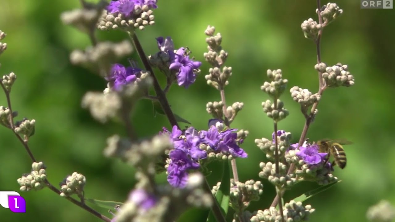 Garten im englischen Stil im Südburgenland