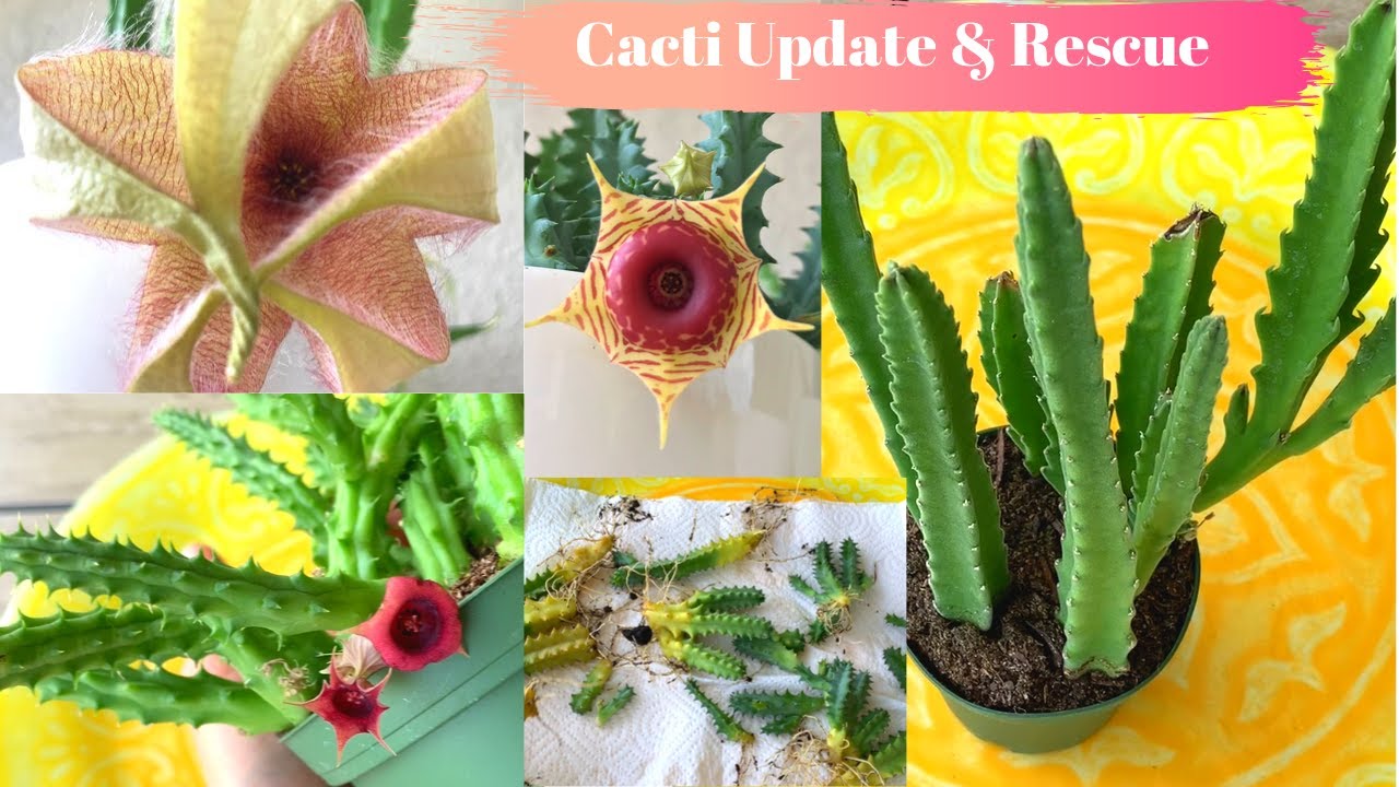 Cacti Update and Rescue