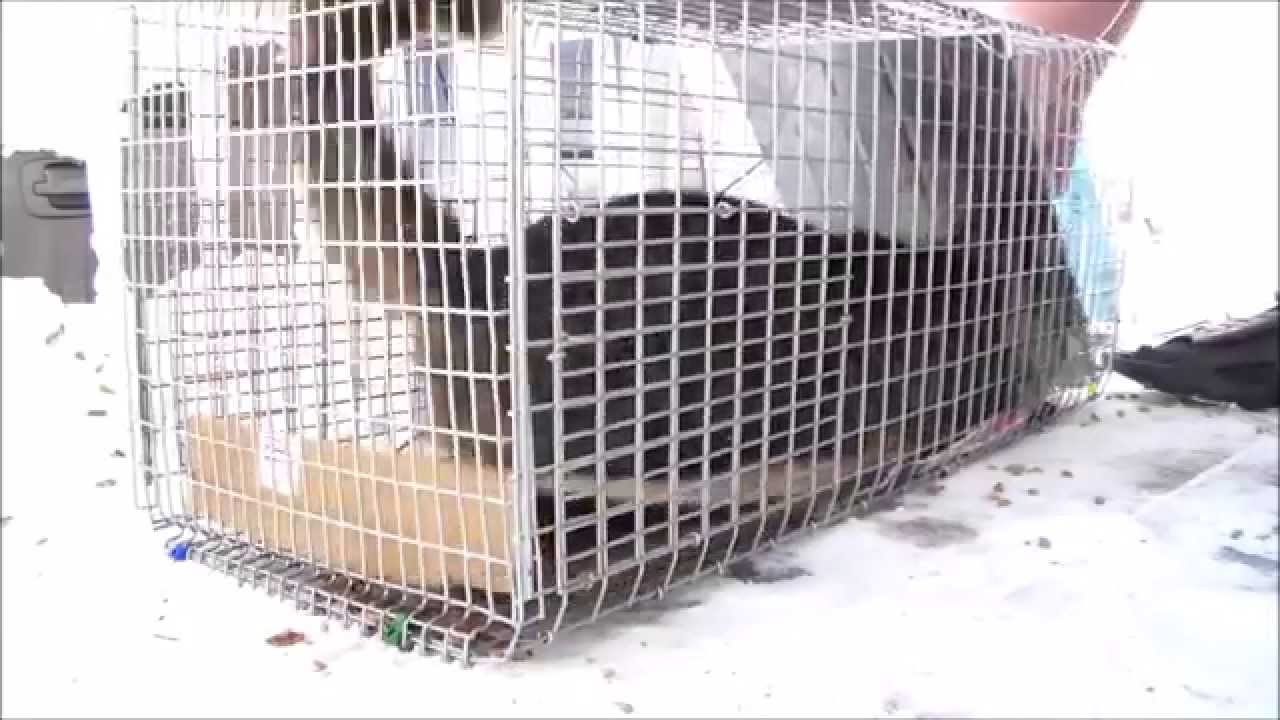 Feral Cat goes crazy! Stray Feral Cat Trapping Trap-Neuter-Return