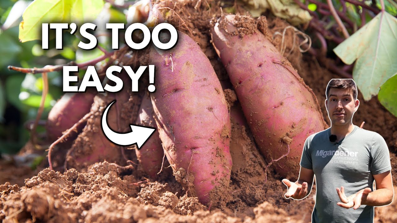 Everything to Know How to Grow Sweet Potatoes in Containers
