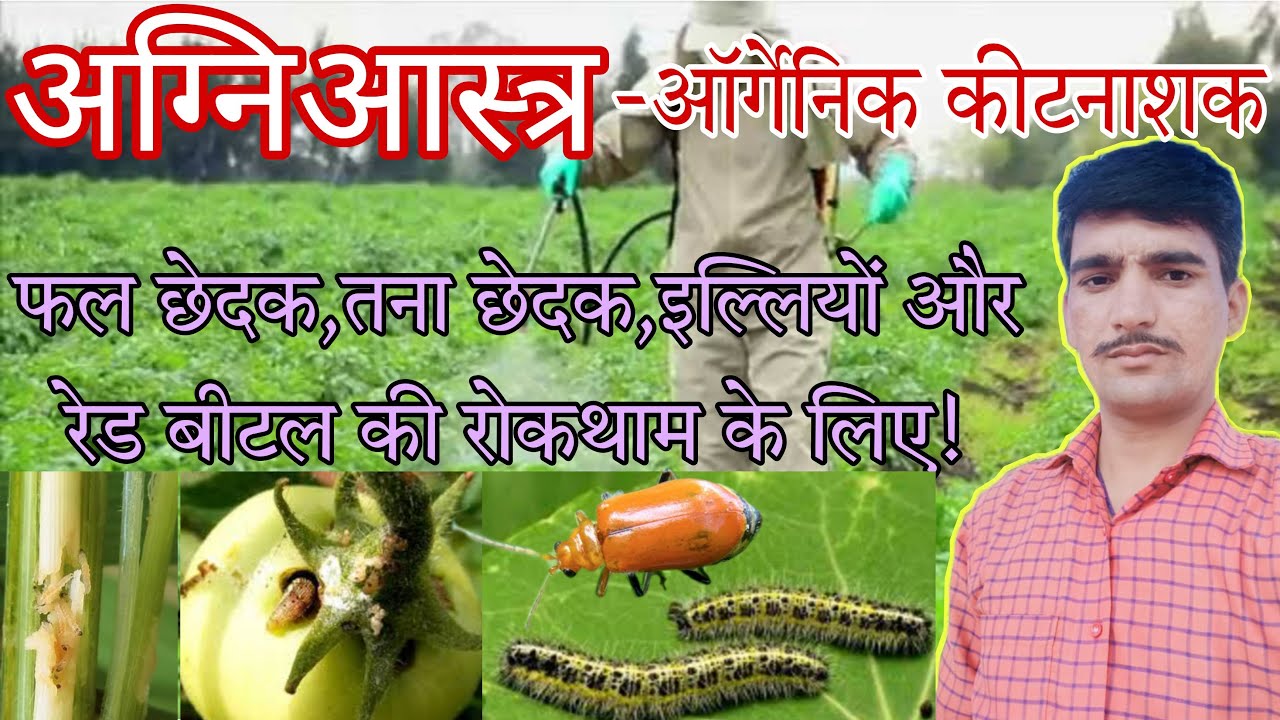 agniastra banane ki vidhi/agniastra preparation in hindi/jaivik kitnashak banane ki vidhi
