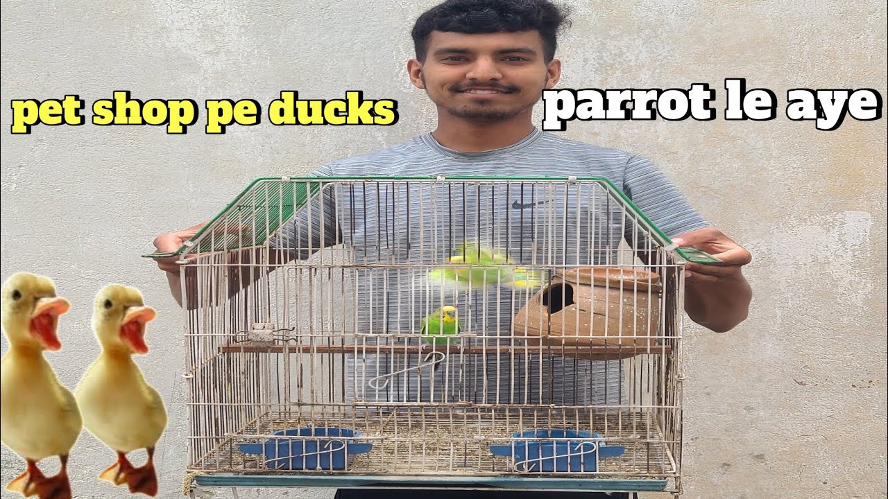 Pet shop pe gaye parrots🦜 Lene ducks 🦆🦆Dekhi 😱