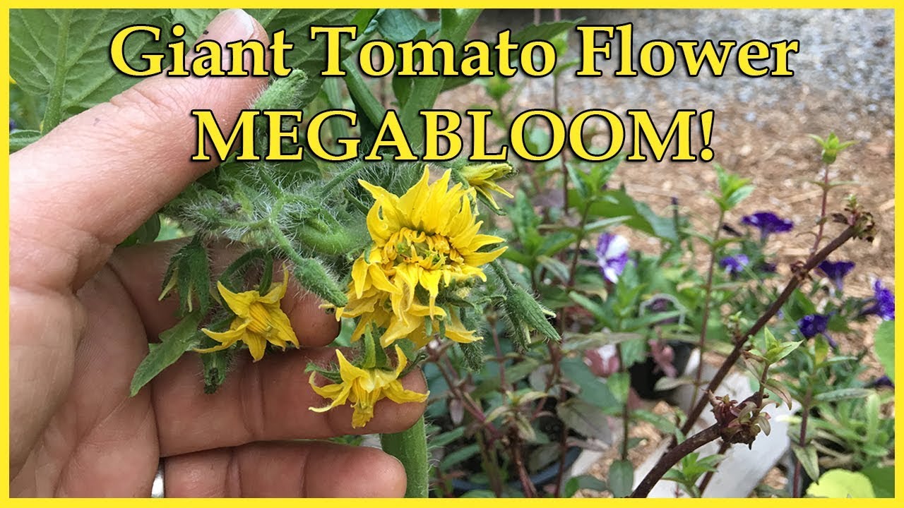 Giant Tomato Flower MEGABLOOM!