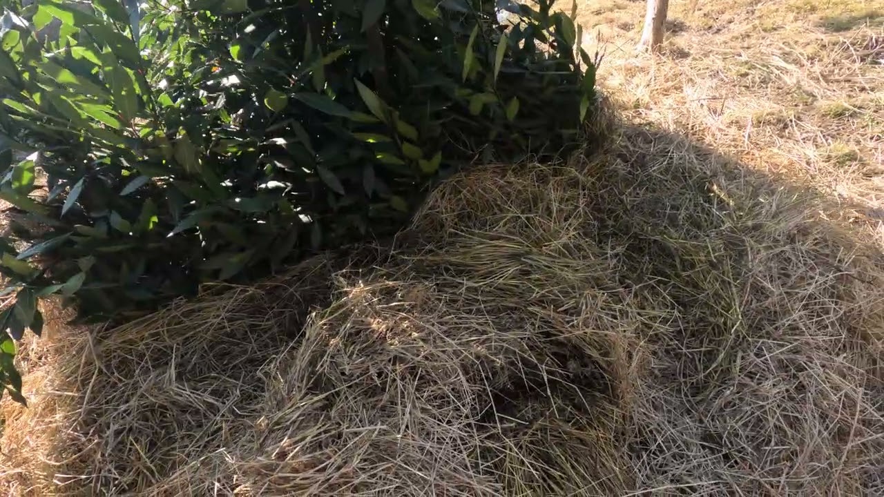 Surpriza primaverii Dafinul reinvie la inceput de Martie de 30 de ani