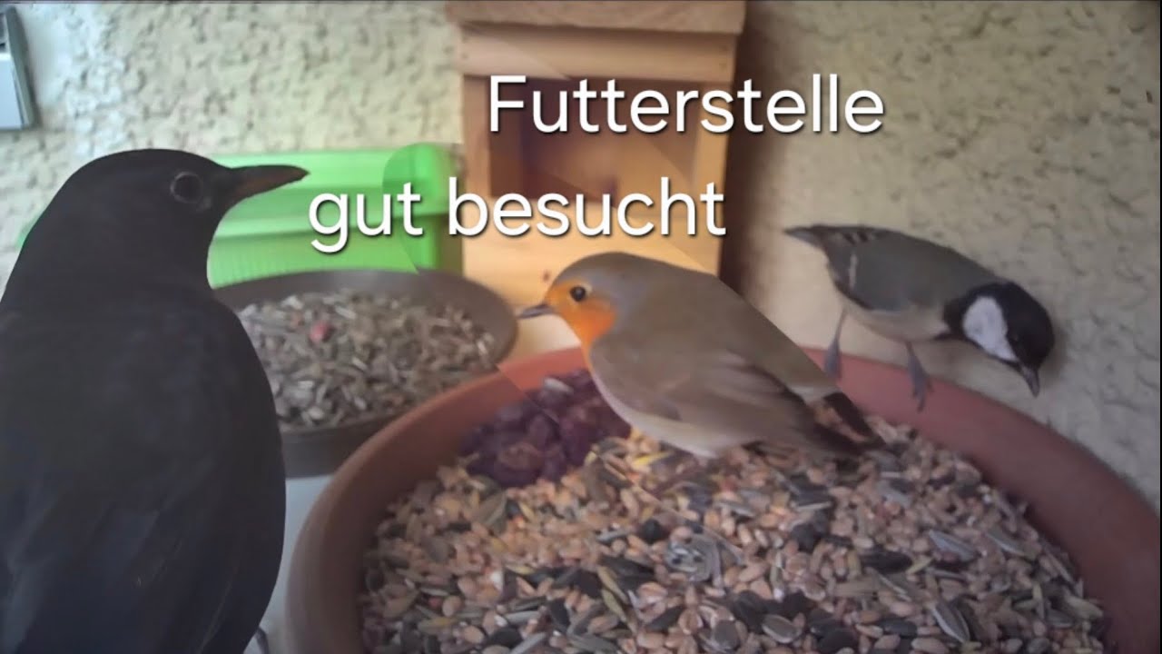 Man merkt, dass bald Frühling wird. Nur noch knapp ein Monat bis Frühlingsanfang