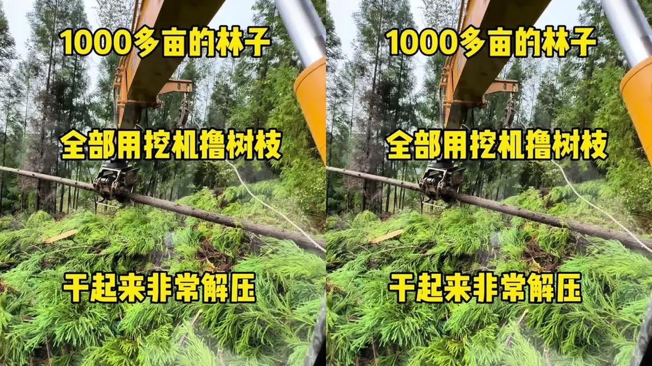 用挖机撸树枝干起来是真的非常解压#工程机械 #抓木机 #我的农村生活 #挖掘机 #挖挖机的日常