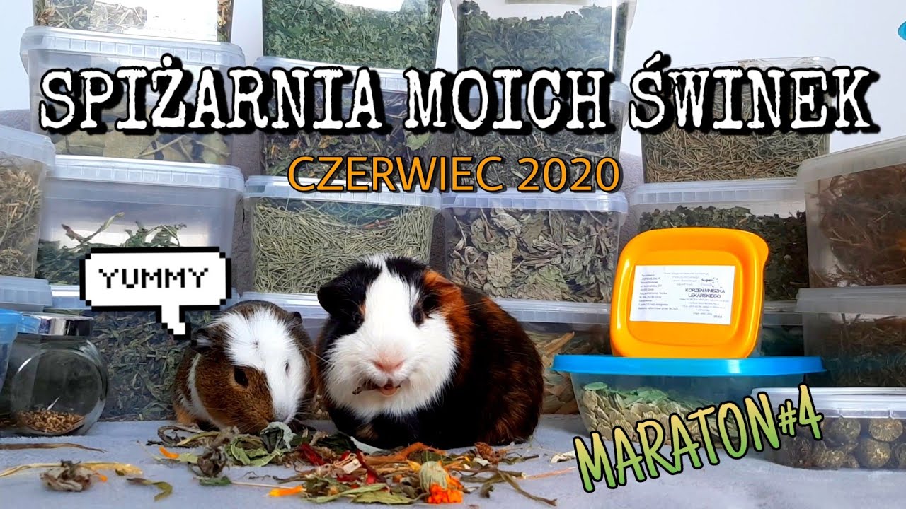 SPIŻARNIA MOICH ŚWINEK MORSKICH🥗 czerwiec 2020