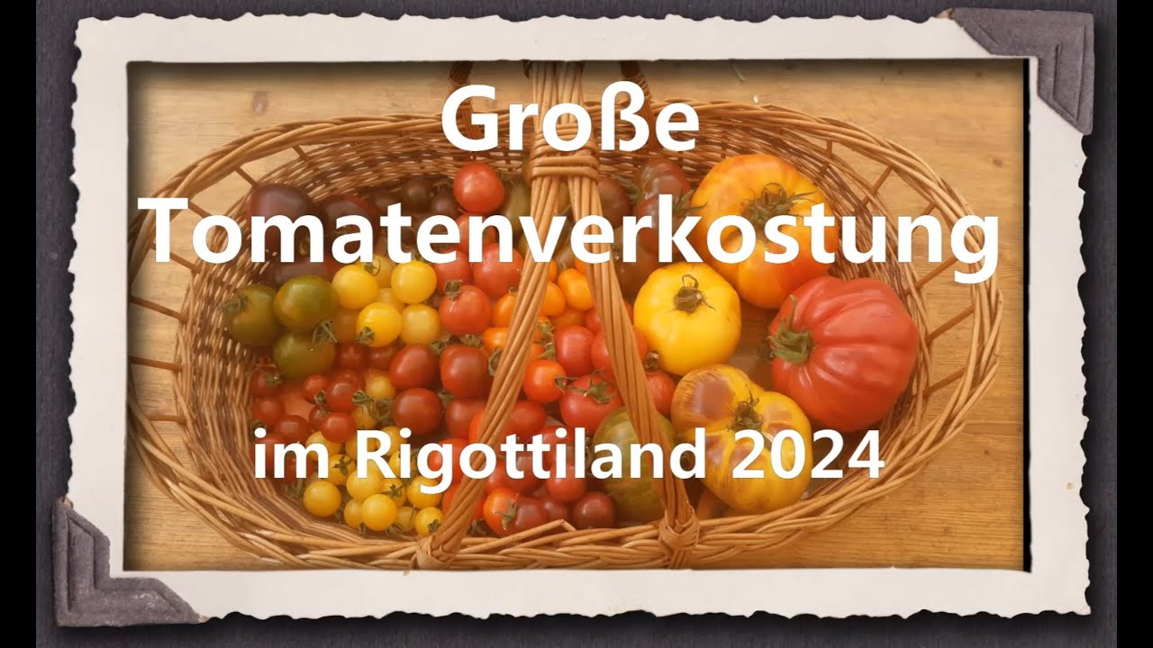 Große Tomatenverkostung im Rigottiland 2024