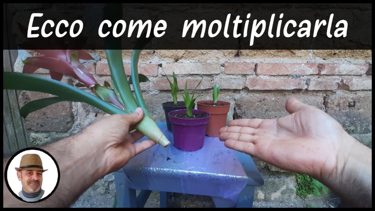 Moltiplicazione della Brumelia Guzmania