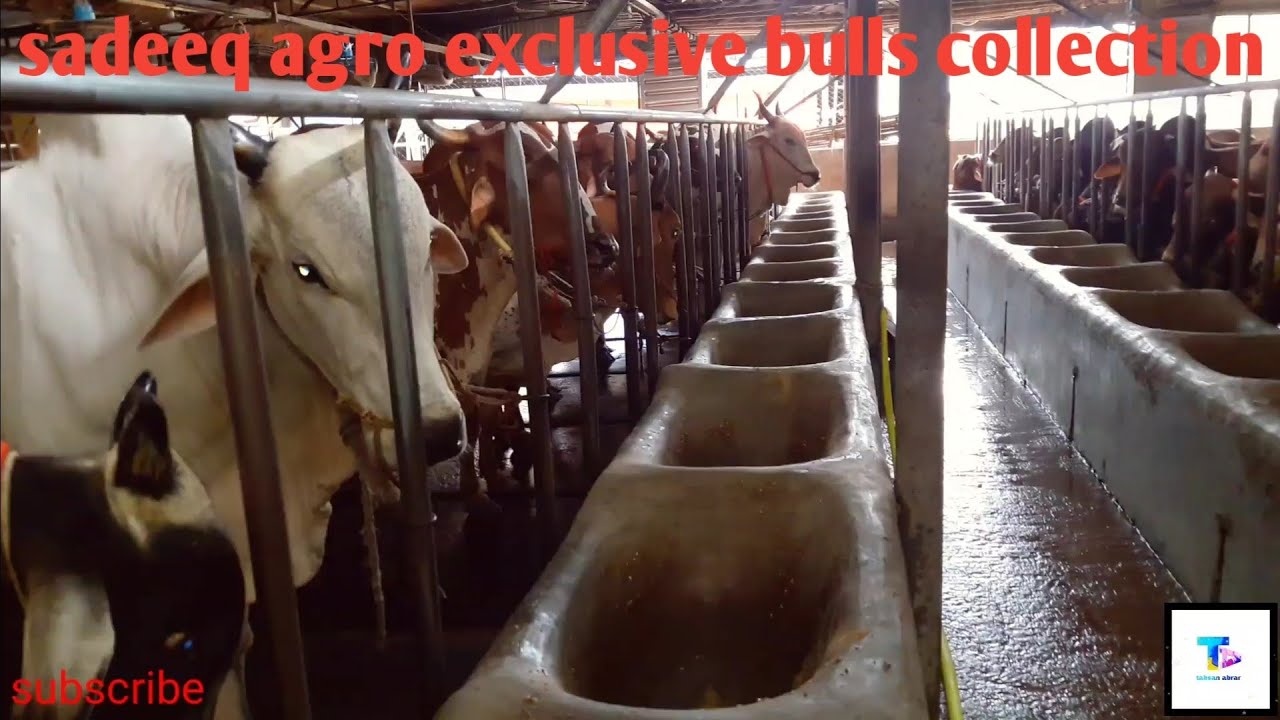 sadeeq agro bulls' collection|#sadeeq agro