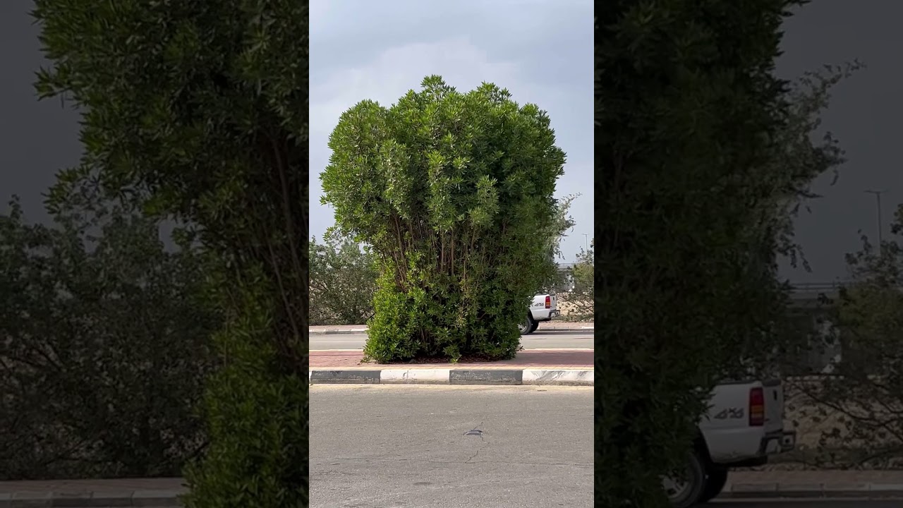 #asmr #greenliving #viralvideo #viral #ihavethisthingwithplants