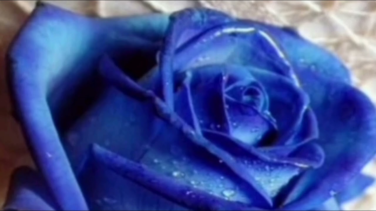 Som de Toque. Música de Chamada. Blue Rose 2.