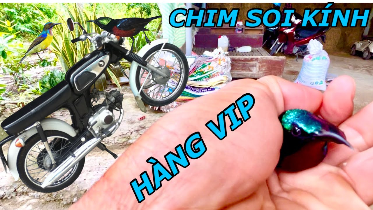 Nhận Cuộc Gọi Khẩn Đi Bẩy Chim Hút Mật 20 Củ Chuyên Mổ Kính Xe Về Làm Chim Cảnh