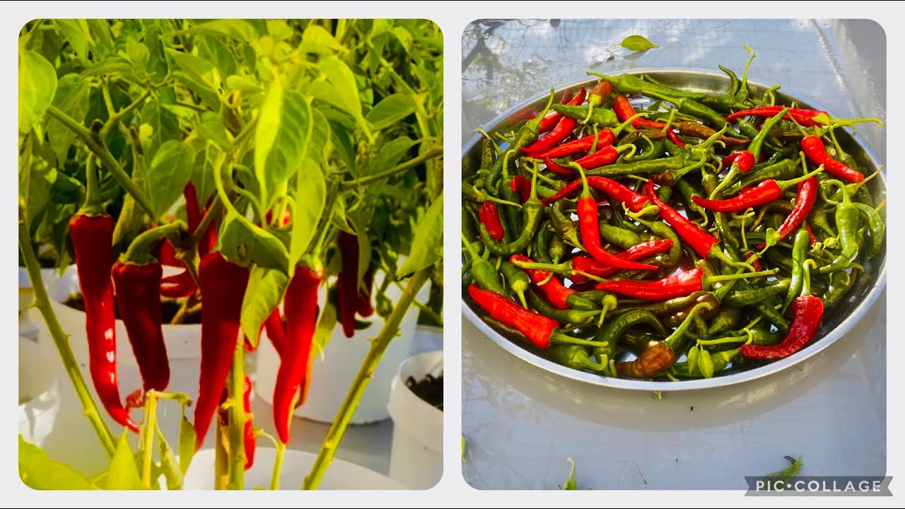 Harvesting cashmire chillies in my garden