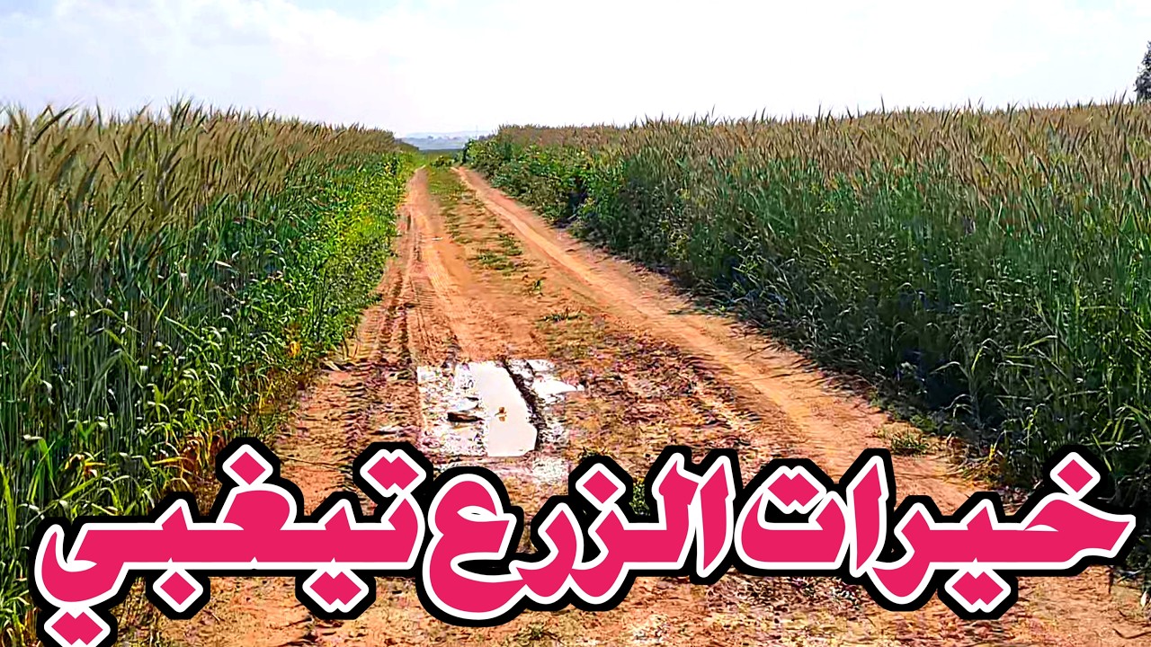 2026 موسم فلاحي معمرو كان الزرع  الشعير تيغبي تبارك الله