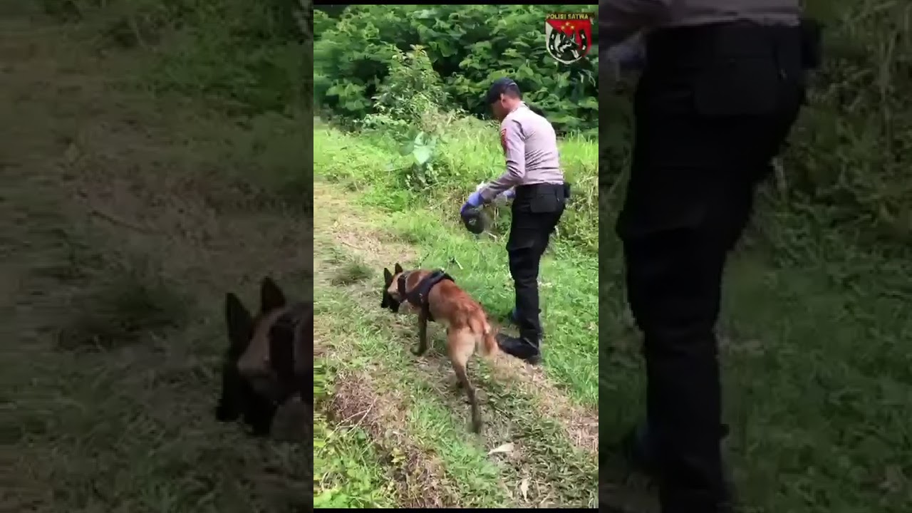 Panggilan kemanusiaan Pencarian Orang Hilang