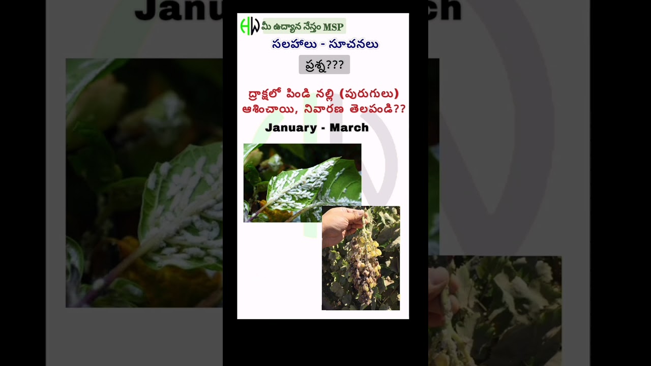 ద్రాక్షలో పిండి నల్లి #grape #mealybugs #udyananesthammsp #viral #agriculture #horticulture #farmer