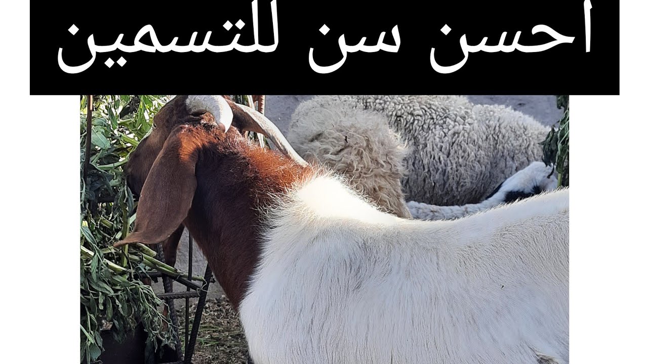 ما هو احسن سن لتسمين الاغنام و الماعز و السن الشرعي للذبح في عيد الضحيه