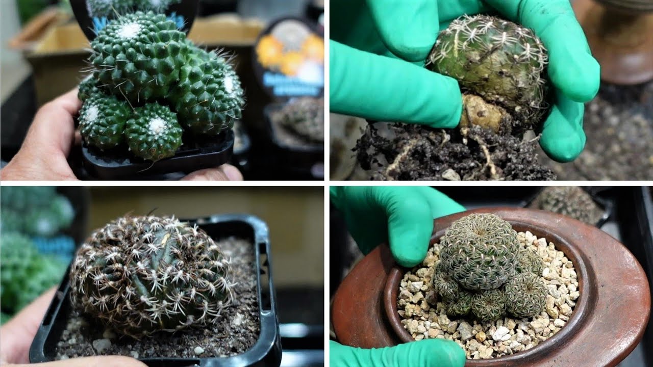 HOW AND WHEN TO REPOT CACTUS