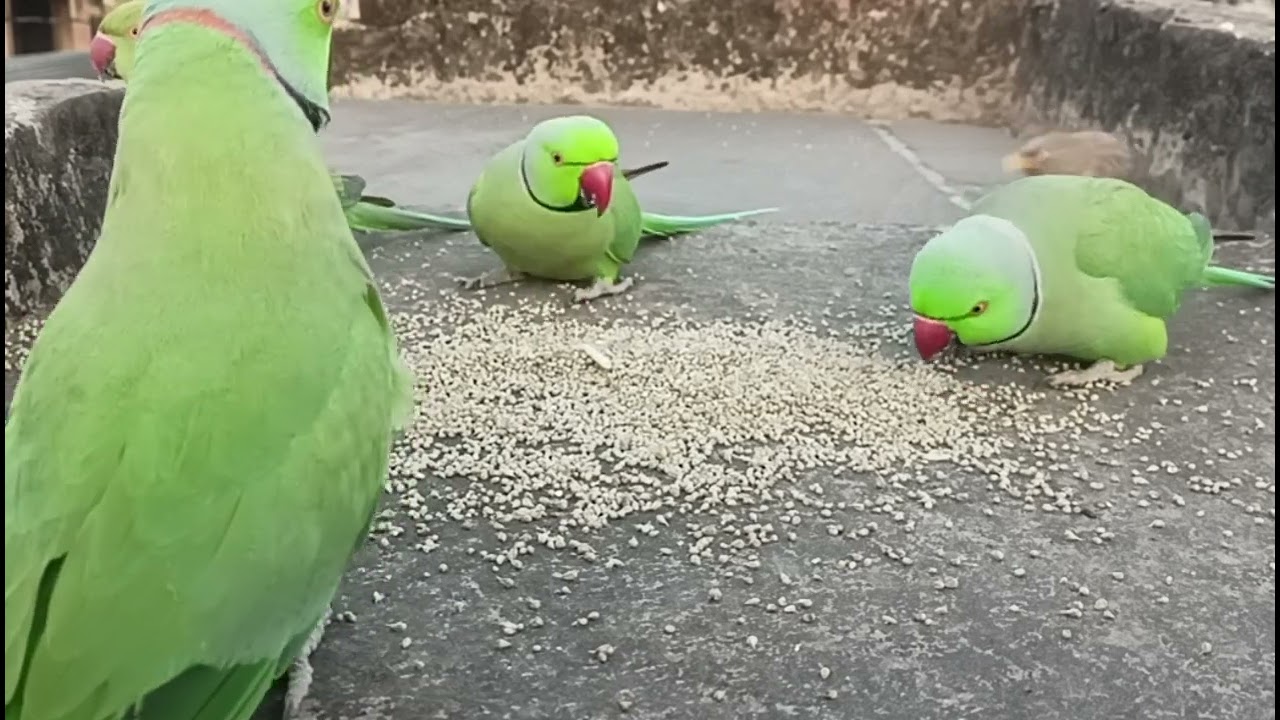 तोता दाना खाते हुए बहुत ही क्यूट लग रहे हैं🦜🦜❣️❣️